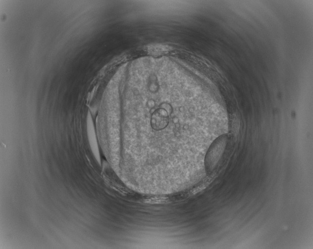 X0000083650761200703121745