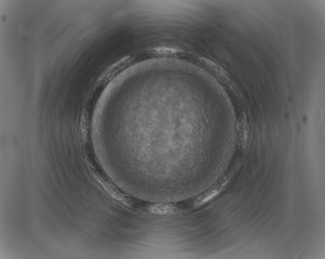 X0000083650762200703121745