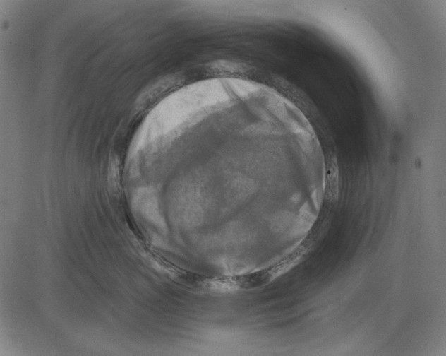 X0000083650765200703121745