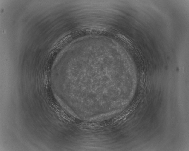 X0000083650774200703121744