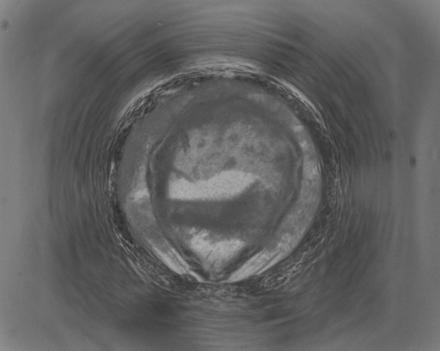 X0000083650775200703121744