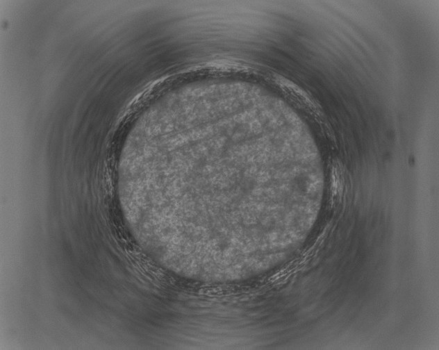 X0000083650776200703121744