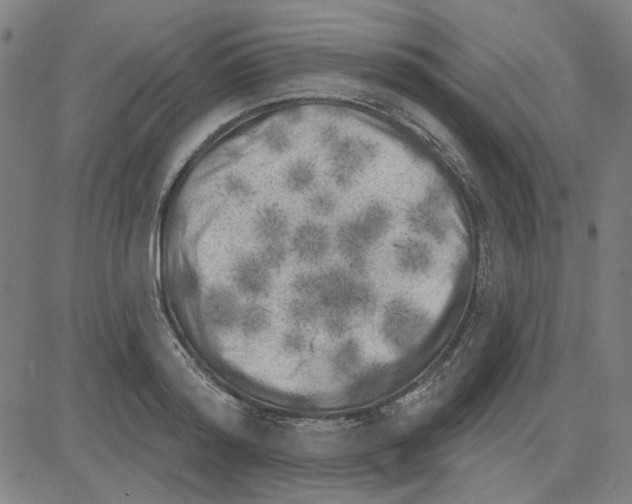 X0000083650796200703121744