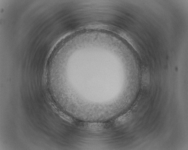 X0000083650832200703121743