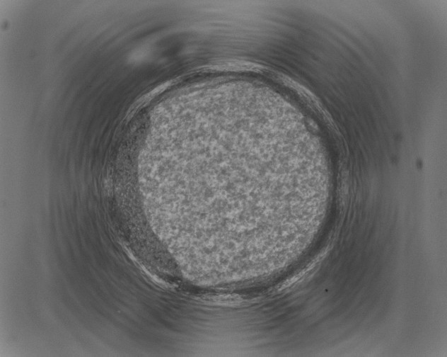 X0000083650833200703121743