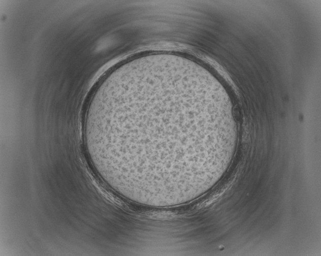 X0000083650837200703121743