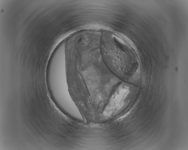 X0000083650839200703121743