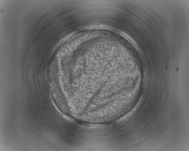 X0000083650849200703121743