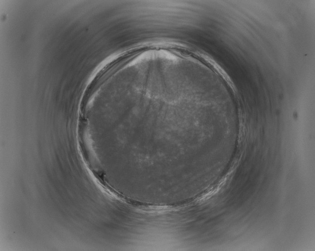 X0000083650853200703121743