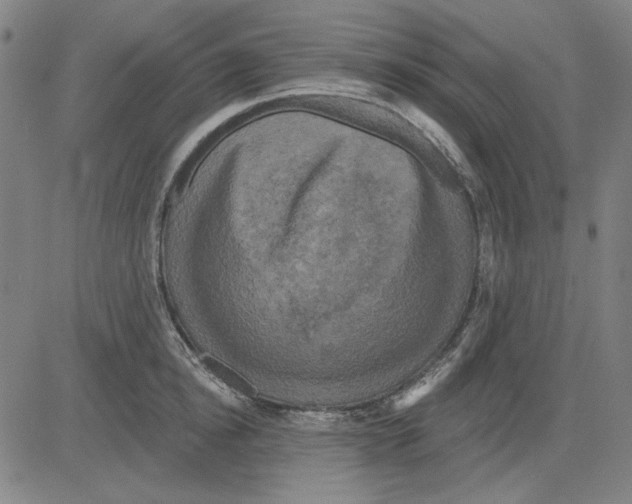 X0000083650854200703121743