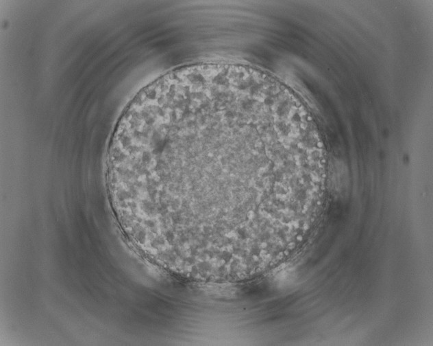 X0000083650856200703121744