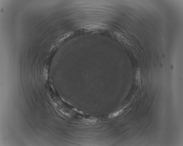 X0000083650868200703121743