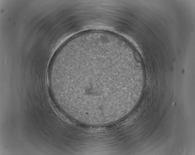 X0000083650887200703121742