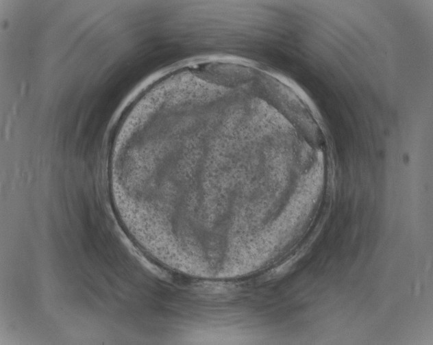 X0000083650910200703121742