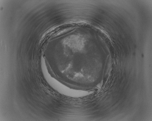 X0000083650920200703121741