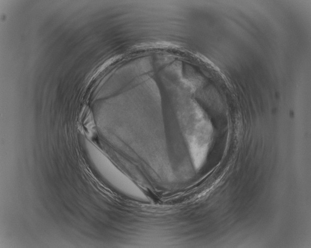 X0000083650921200703121741