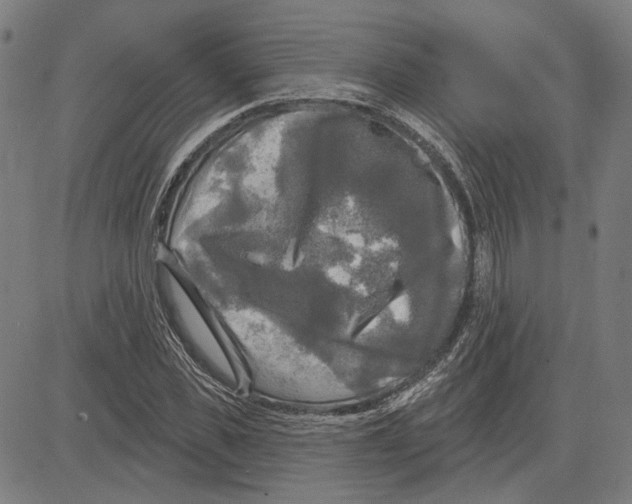 X0000083650925200703121741