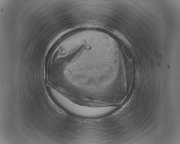 X0000083650934200703121742