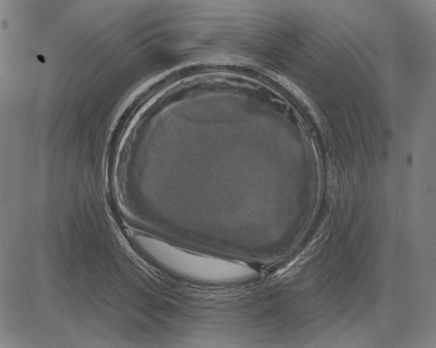 X0000083650935200703121742