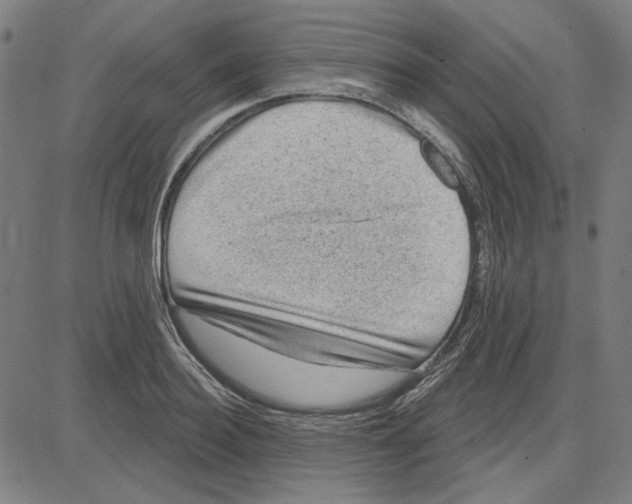 X0000083650940200703121742