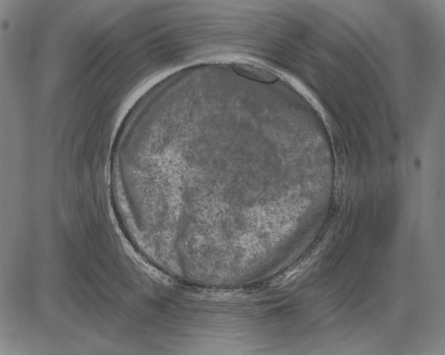 X0000083650951200703121742