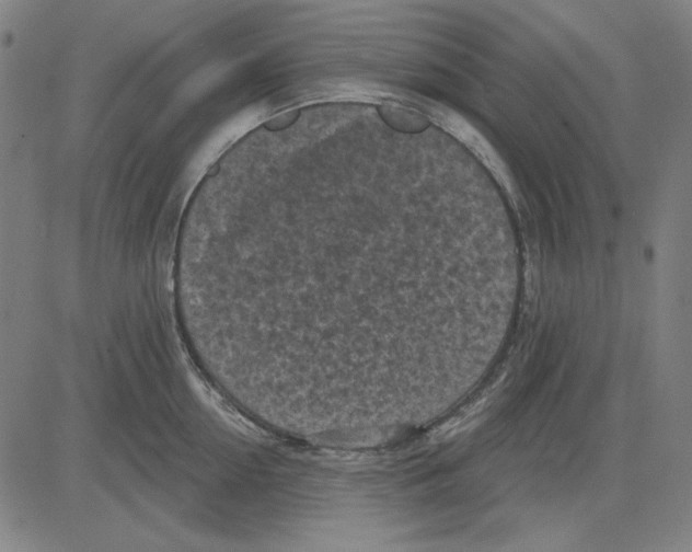 X0000083650954200703121742