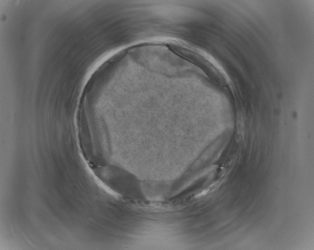 X0000083650959200703121742