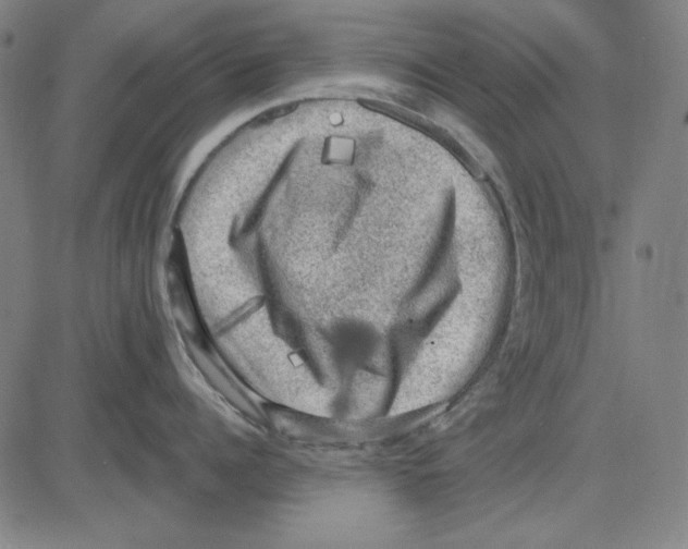 X0000083650960200703121742