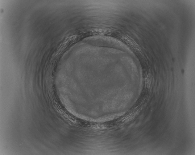 X0000083650961200703121741