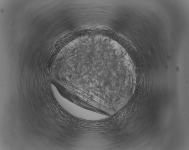 X0000083650966200703121741