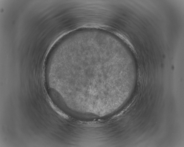 X0000083650976200703121741