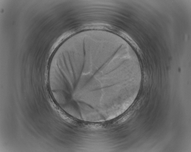 X0000083650994200703121741