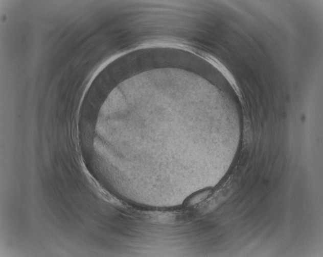 X0000083650996200703121741