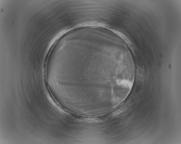 X0000083650998200703121741