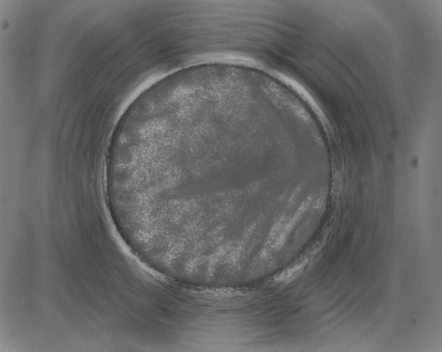 X0000083650999200703121741