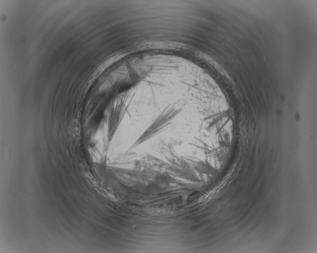 X0000083651025200703121740