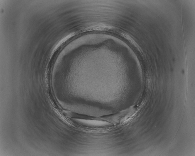 X0000083651026200703121740