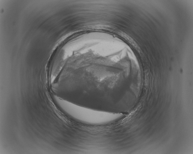 X0000083651031200703121740