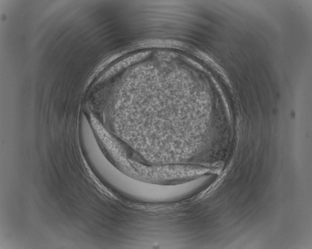 X0000083651033200703121740