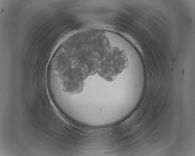 X0000083651039200703121740