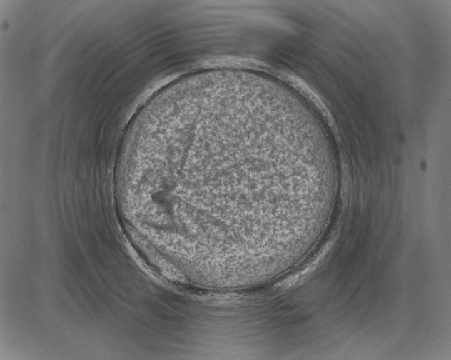 X0000083651041200703121740