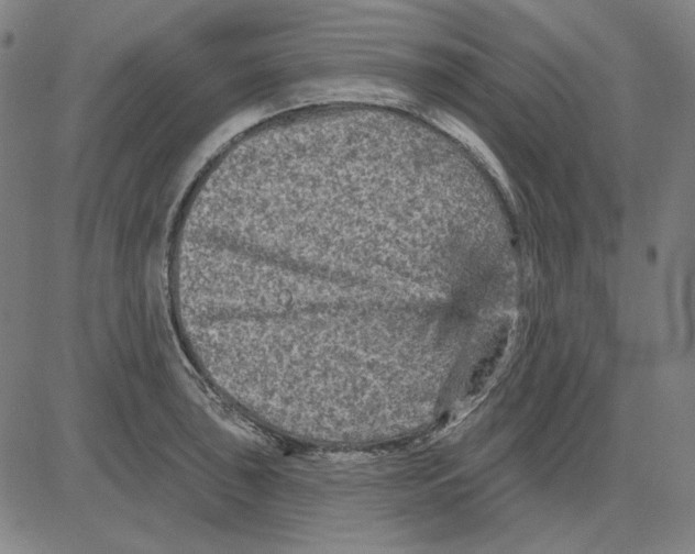 X0000083651043200703121740