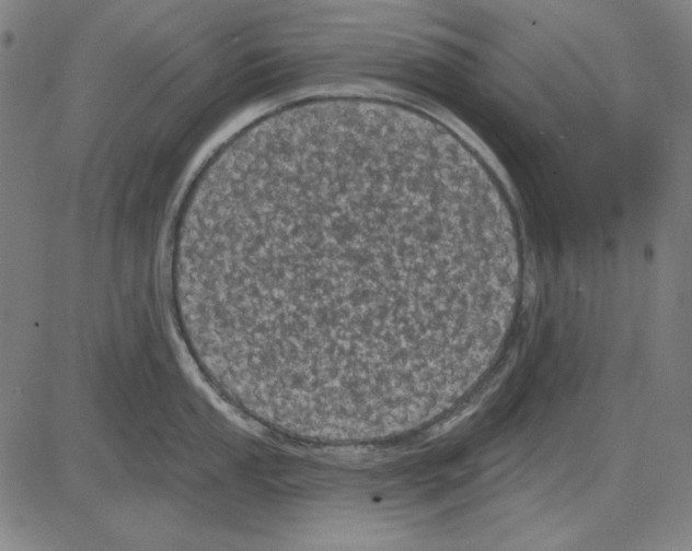 X0000083651053200703121740