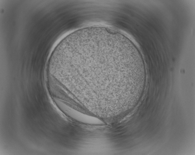 X0000083651056200703121740