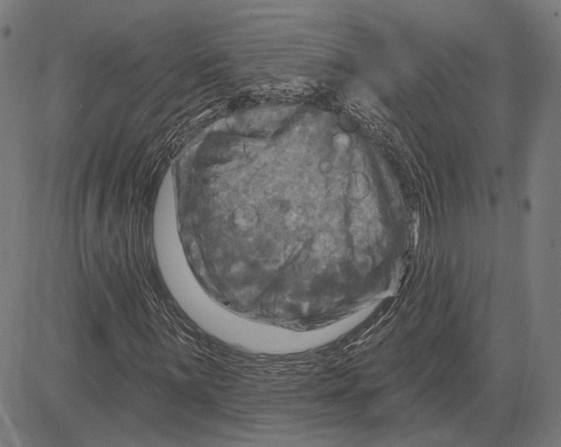 X0000083651059200703121740