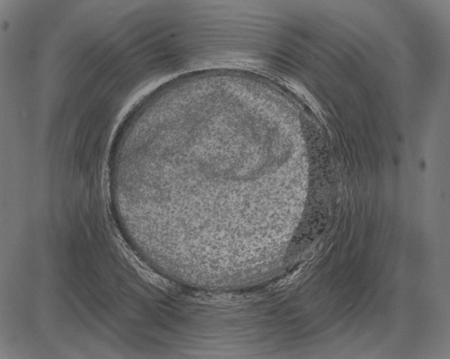 X0000083651072200703121739