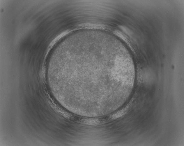 X0000083651074200703121739