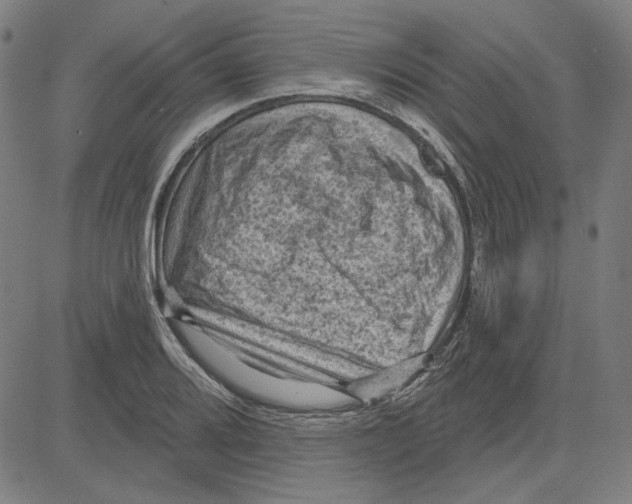 X0000083651080200703121739