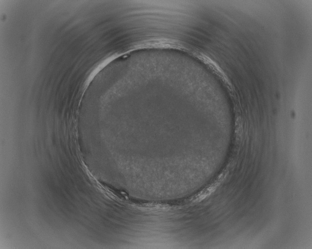 X0000083651081200703121739