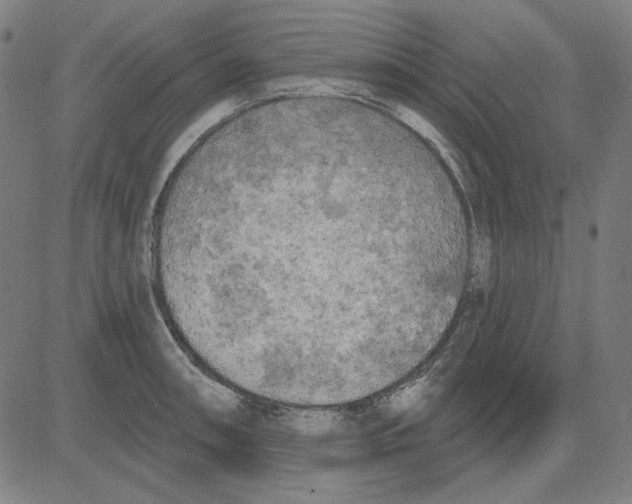 X0000083651090200703121739